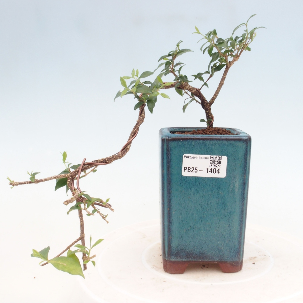 Zimmerbonsai - Malpighia coccigera - Barbdor-Kirsche