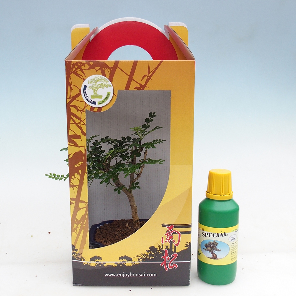 Zimmerbonsai im Geschenkkarton Zantoxylum piperitum - Pfefferbaum