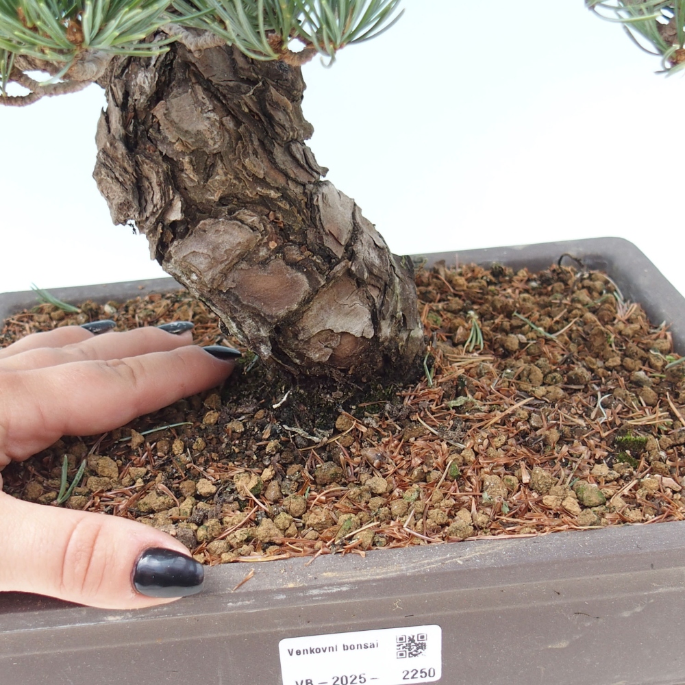 Bonsai im Freien - Pinus parviflora - kleine Kiefer