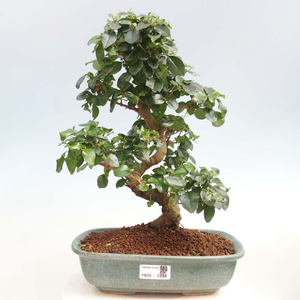 Zimmerbonsai -Ligustrum chinensis - Liguster