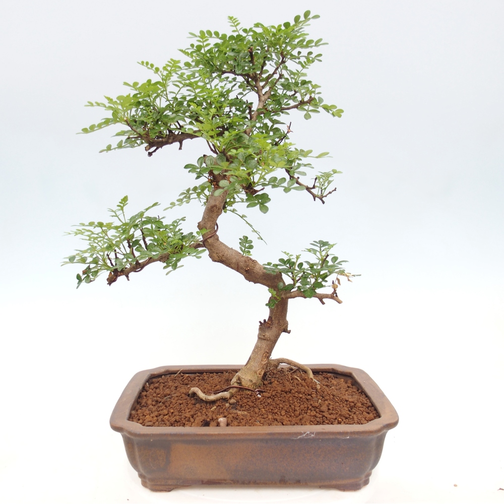 Zimmer Bonsai - Zantoxylum piperitum - Pfefferbaum