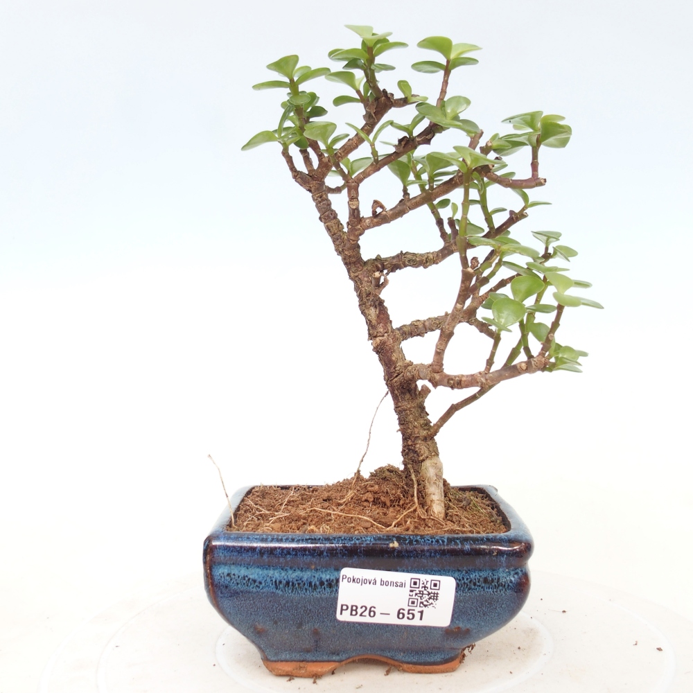 Zimmer Bonsai - Portulakaria Afra - Tlustice