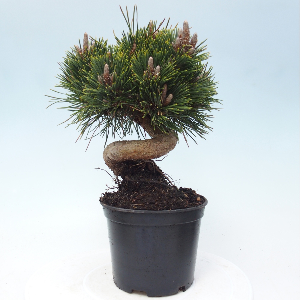 Bonsai für draußen - Pinus thunbergii senjyumaru - Thunberg-Kiefer
