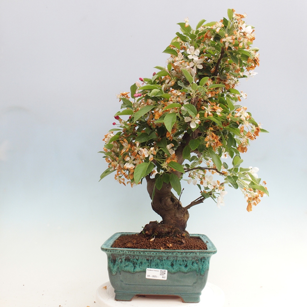 Bonsai im Freien - Malus halliana - Kleinfruchtiger Apfelbaum