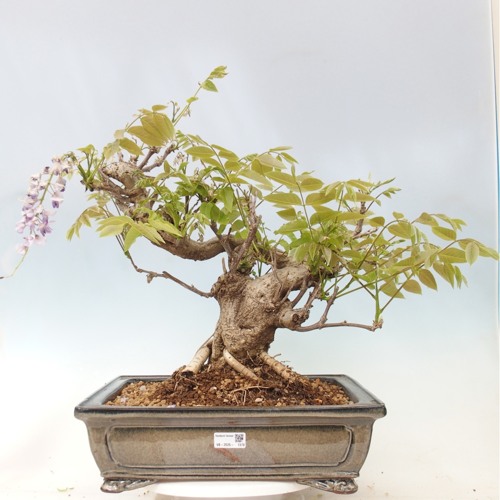 Bonsai für draußen - Wisteria floribunda