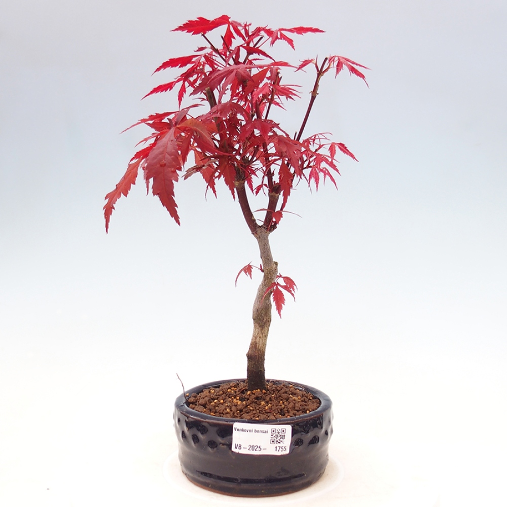 Bonsai im Freien - Acer-Palme. Atropurpureum-Palmenblatt-Ahorn