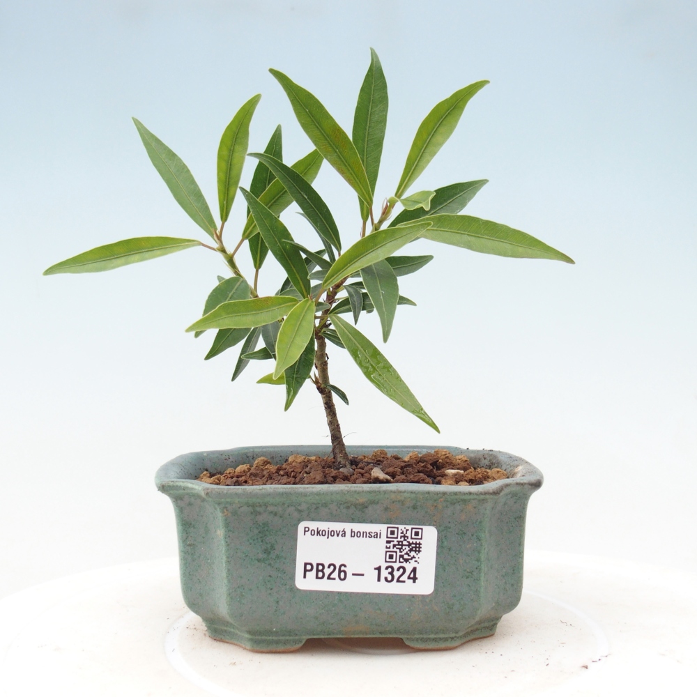Zimmerbonsai - Ficus nerifolia - Kleinblättriger Ficus