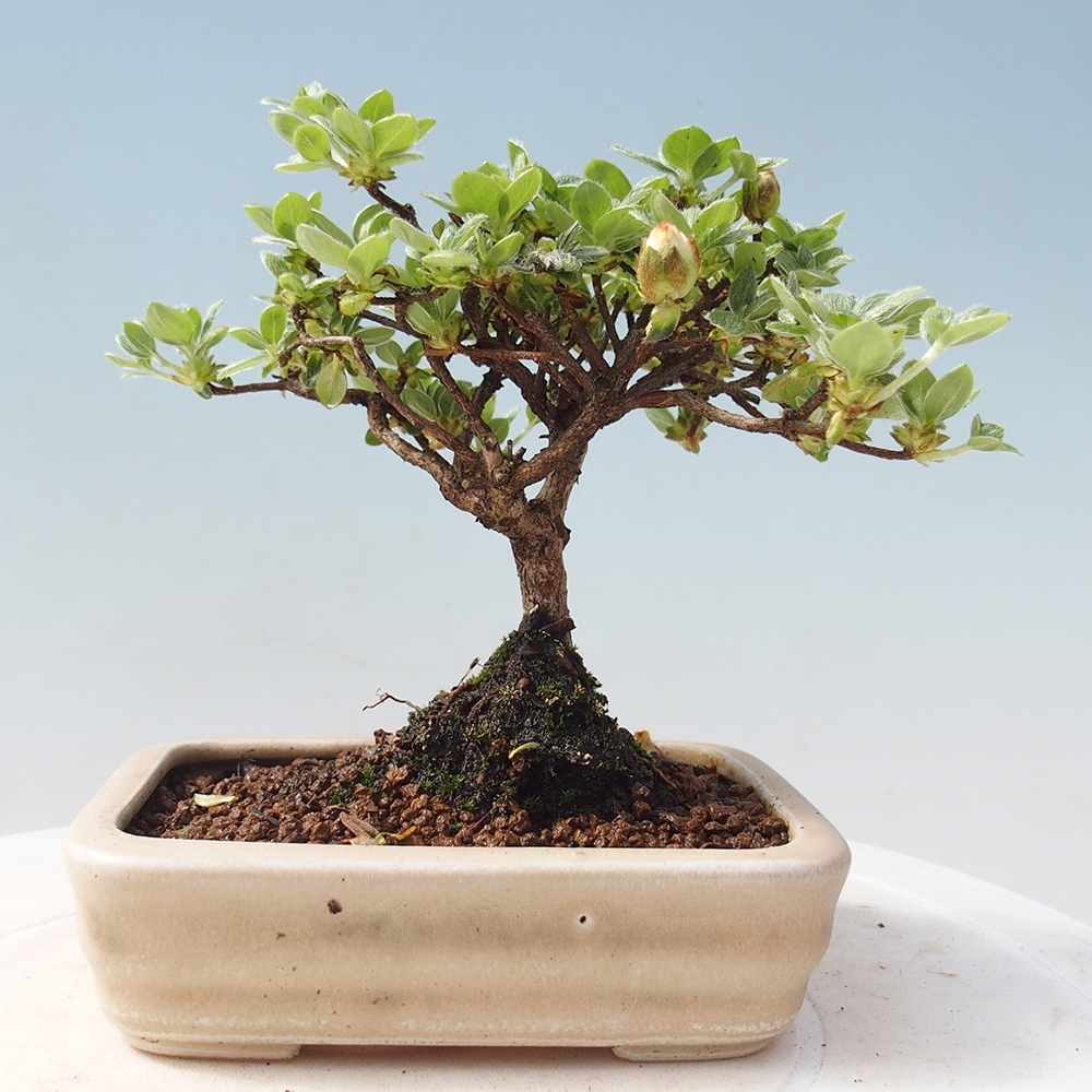 Outdoor-Bonsai - Rododendron indicum - Japanische Azalee