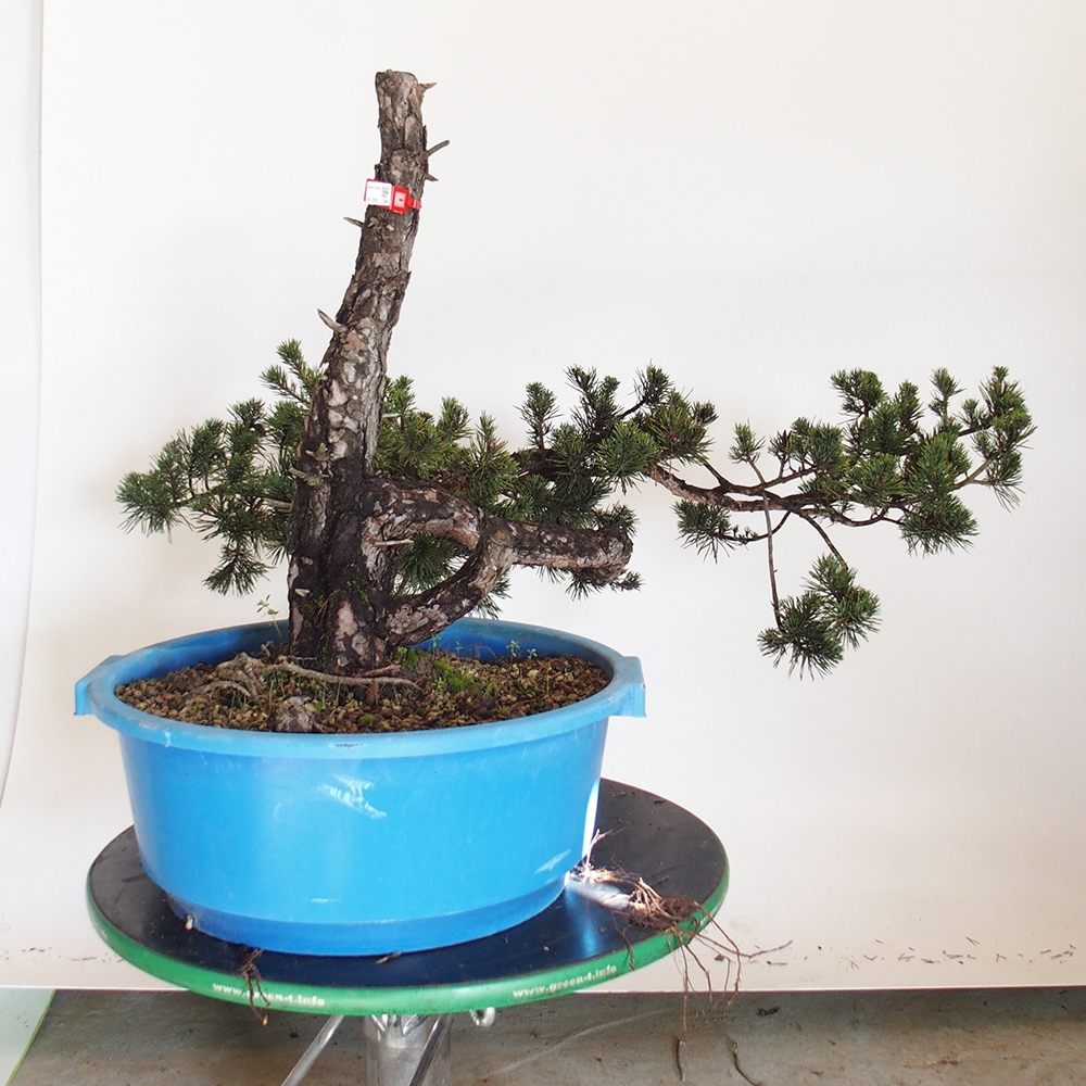 Yamadori - Pinus sylvestris Spanien