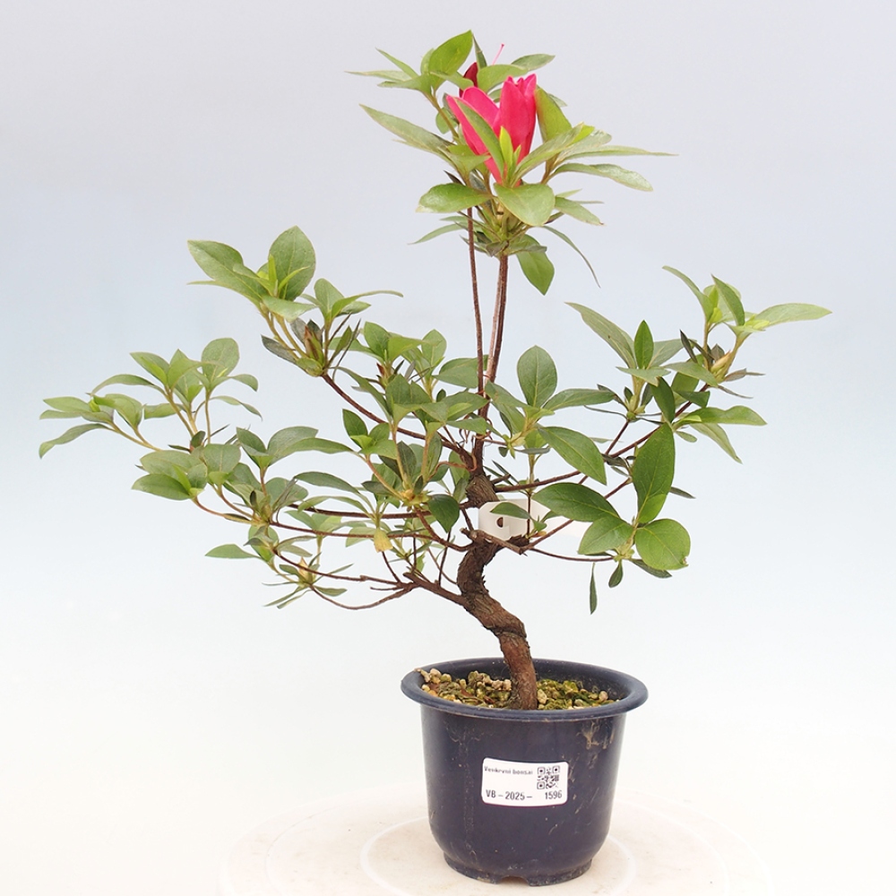 Bonsai im Freien - Japanische Azalee - Azalea Saien