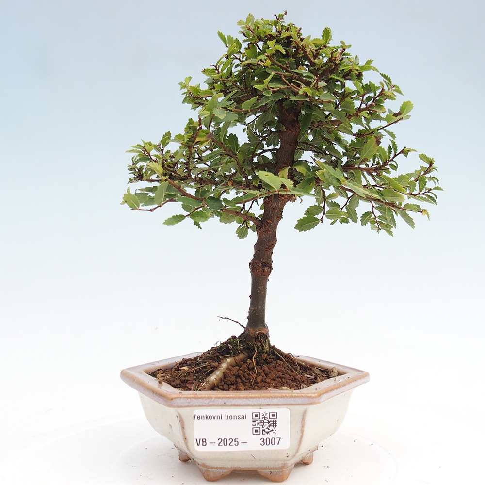 Bonsai im Freien - Ulmus parvifolia Sagei - Kleinblättrige Ulme