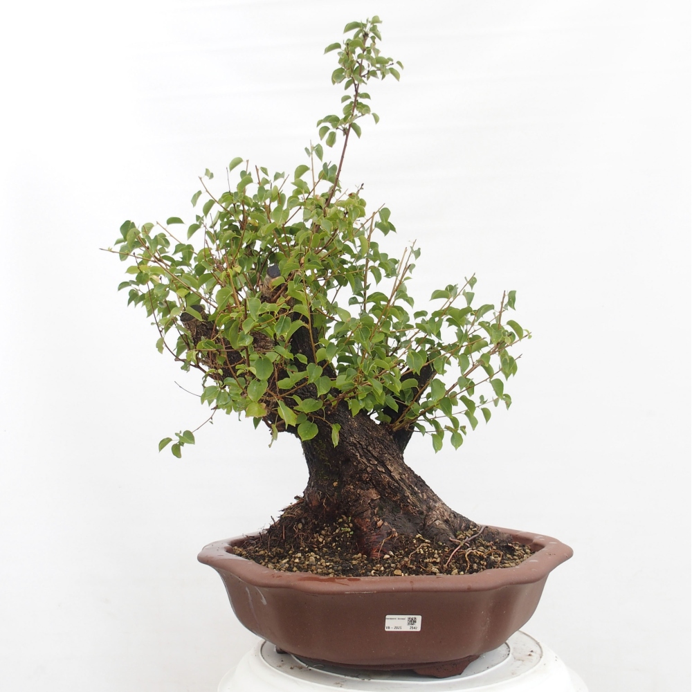 Bonsai im Freien - Mahalebka - Prunus mahaleb