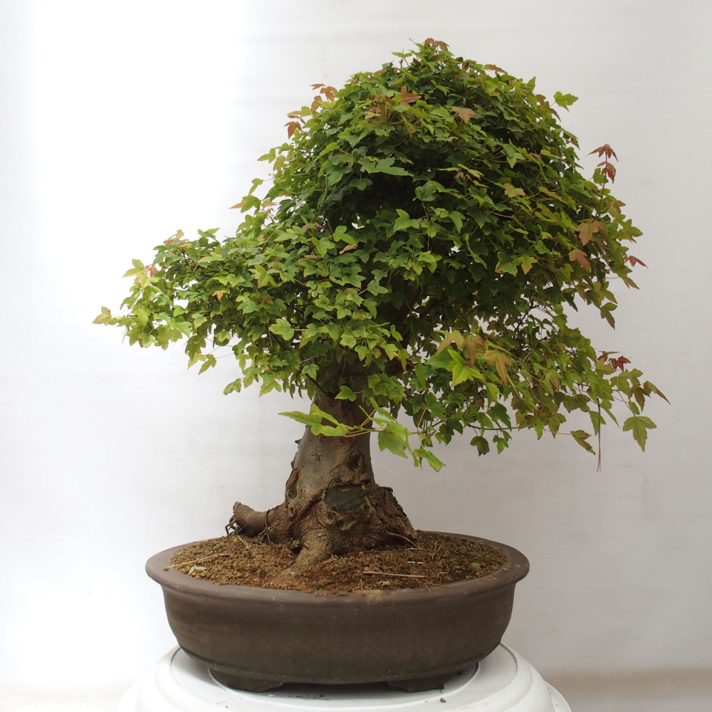 Bonsai im Freien - Ahorn Buergerianum - Burger Maple