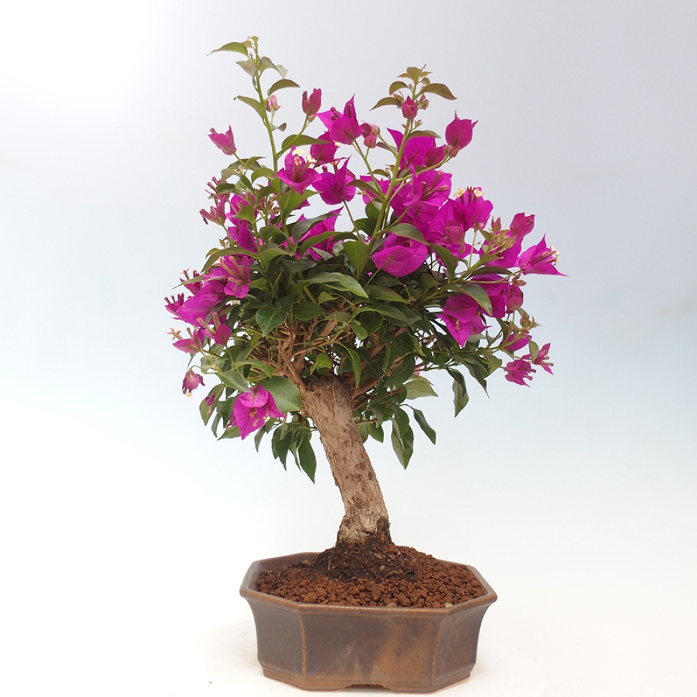 Indoor Bonsai - Bouganwilea