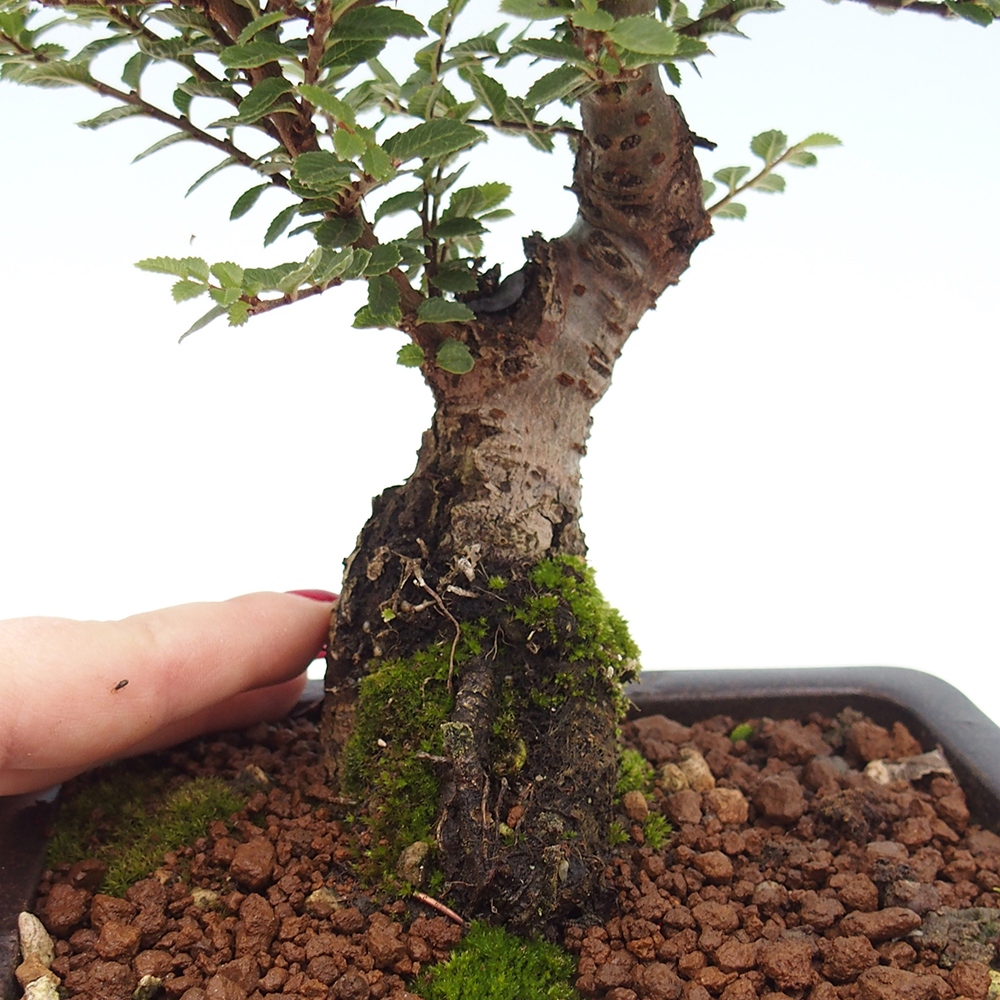 Bonsai im Freien - Ulmus parvifolia Hokkaido - Chinesische Ulme