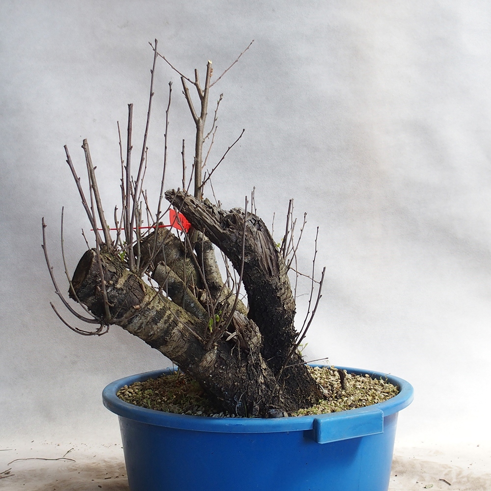 Outdoor Bonsai -Mahalebka - Prunus Mahaleb