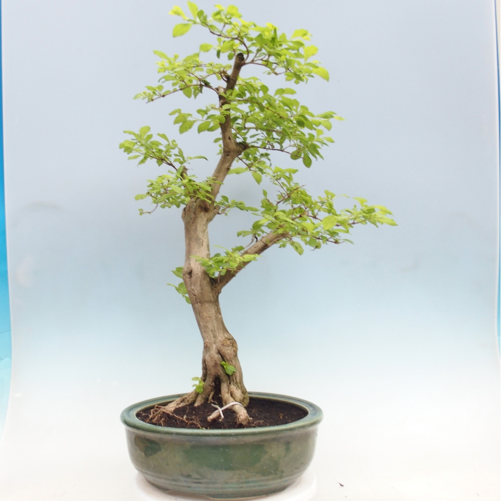 Zimmerbonsai - Duranta erecta Aurea - NUR PERSÖNLICHE ABHOLUNG oder Palettentransport