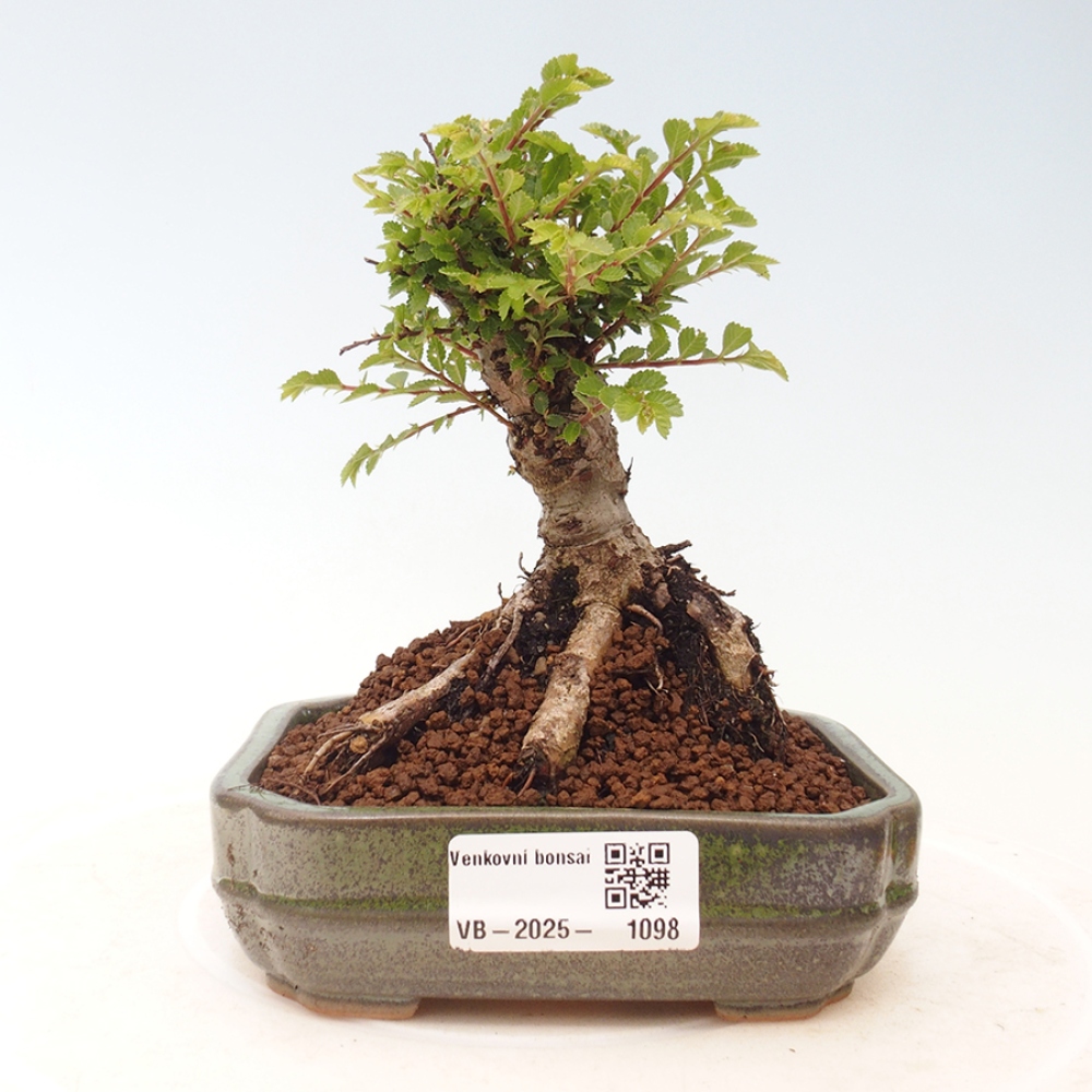 Bonsai im Freien - Ulmus parvifolia Sagei - Kleinblättrige Ulme