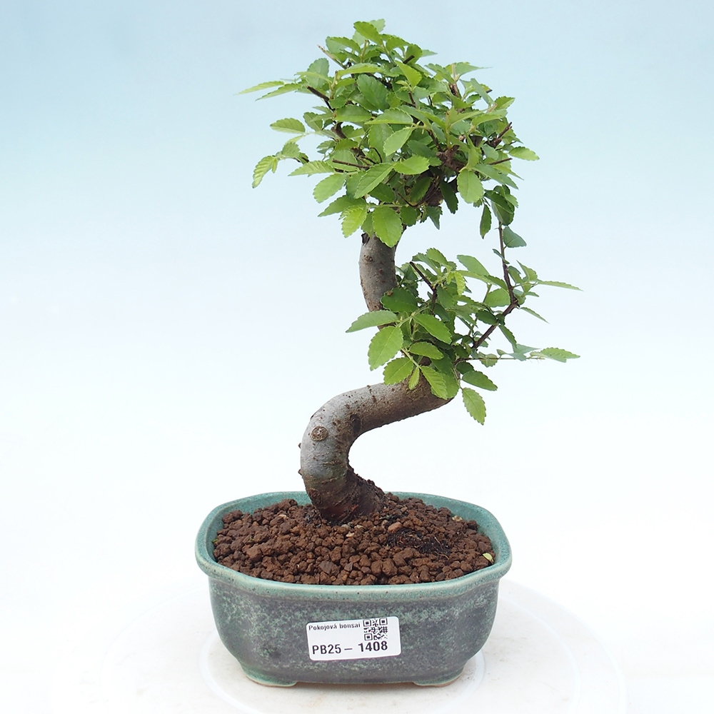 Zimmer Malolistý Ulme Bonsai