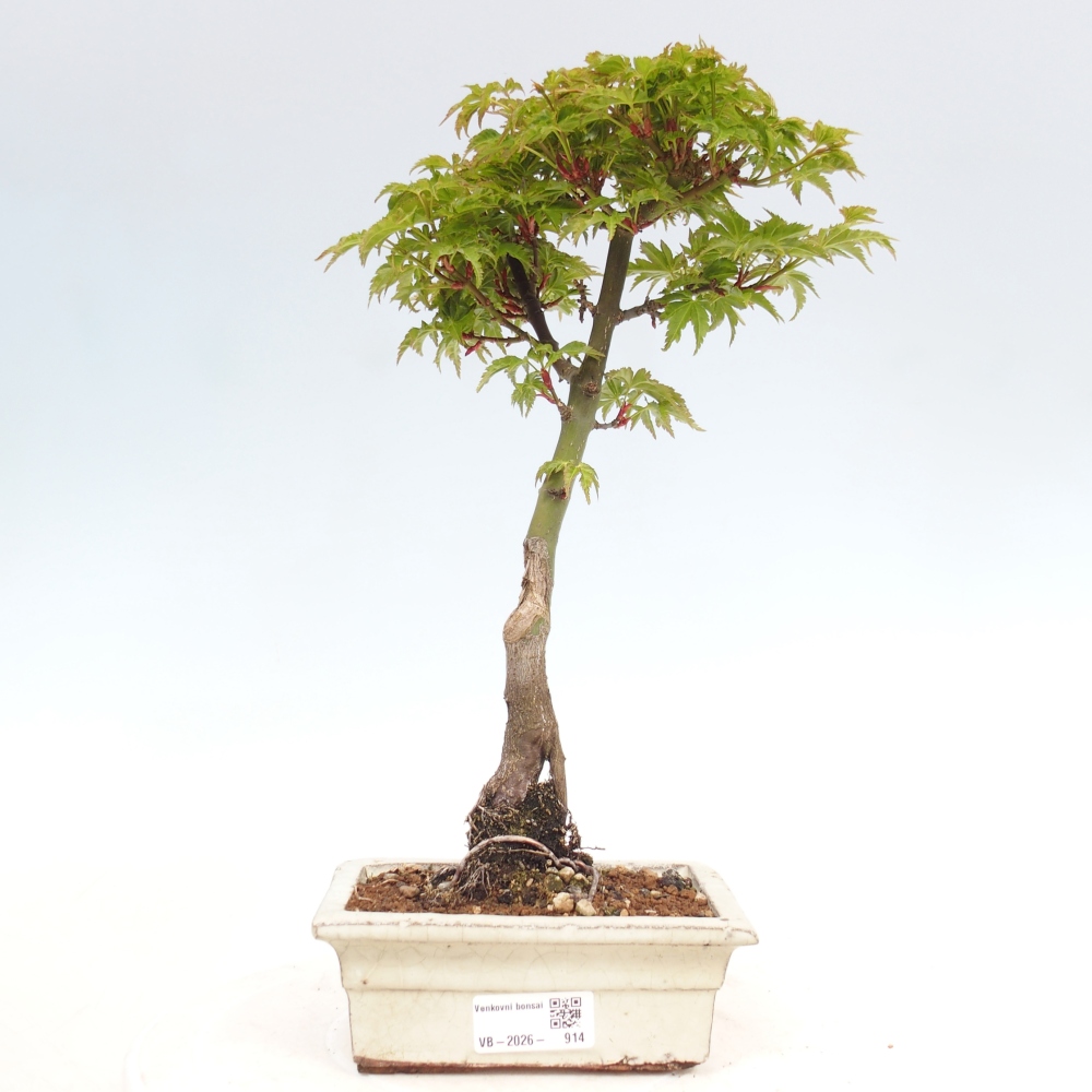 Bonsai für draußen -Javor-Palme Acer palmatum Shishigashira