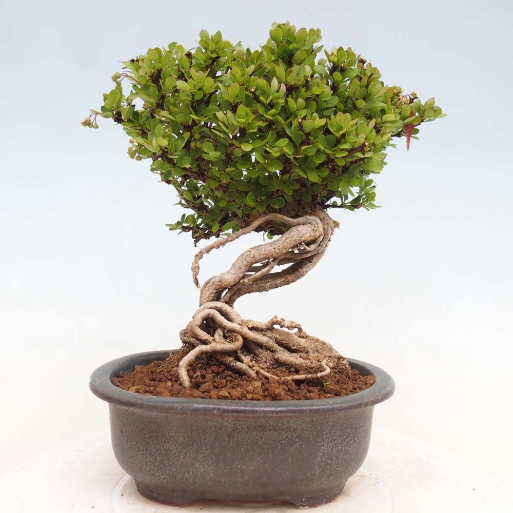 Bonsai für draußen - Berberis coreana