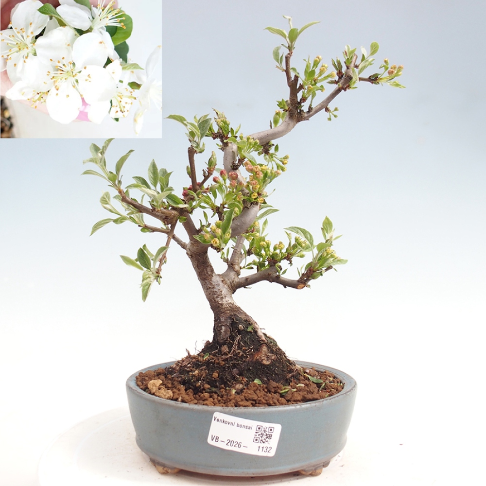 Outdoor Bonsai - Malus sargentii - Kleinfrüchtiger Apfelbaum