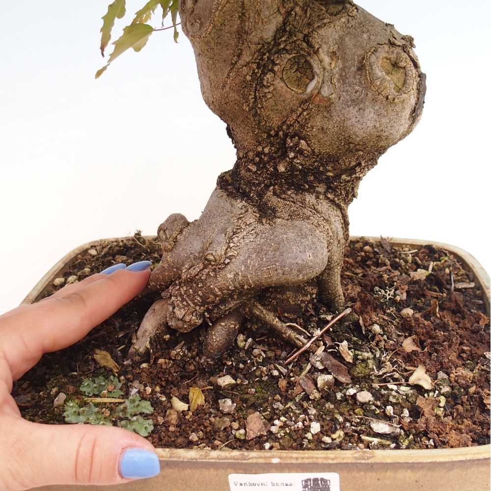 Bonsai im Freien - Ahorn Buergerianum - Burger Maple
