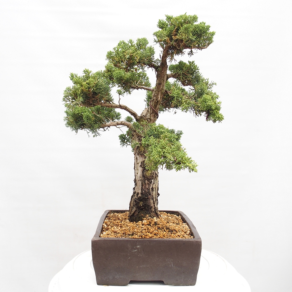 Bonsai im Freien - Juniperus chinensis  - Chinesischer wacholder