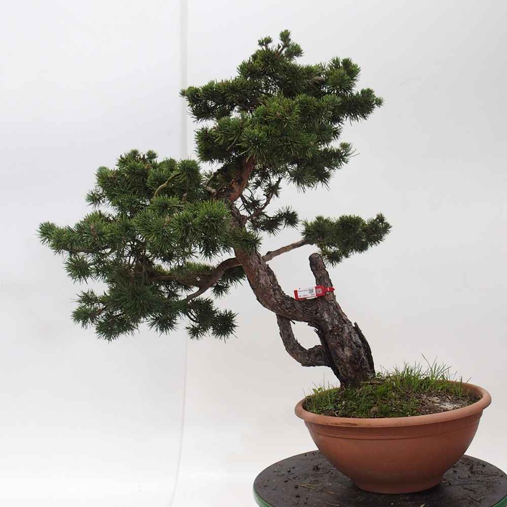 Yamadori - Pinus sylvestris Spanien