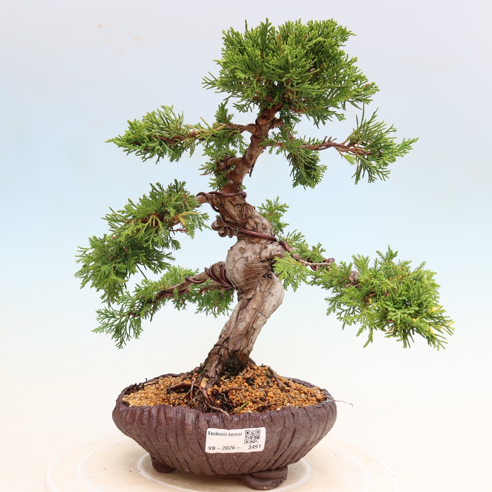 Bonsai für draußen - Juniperus chinensis Itoigawa-Juniperus chinensis