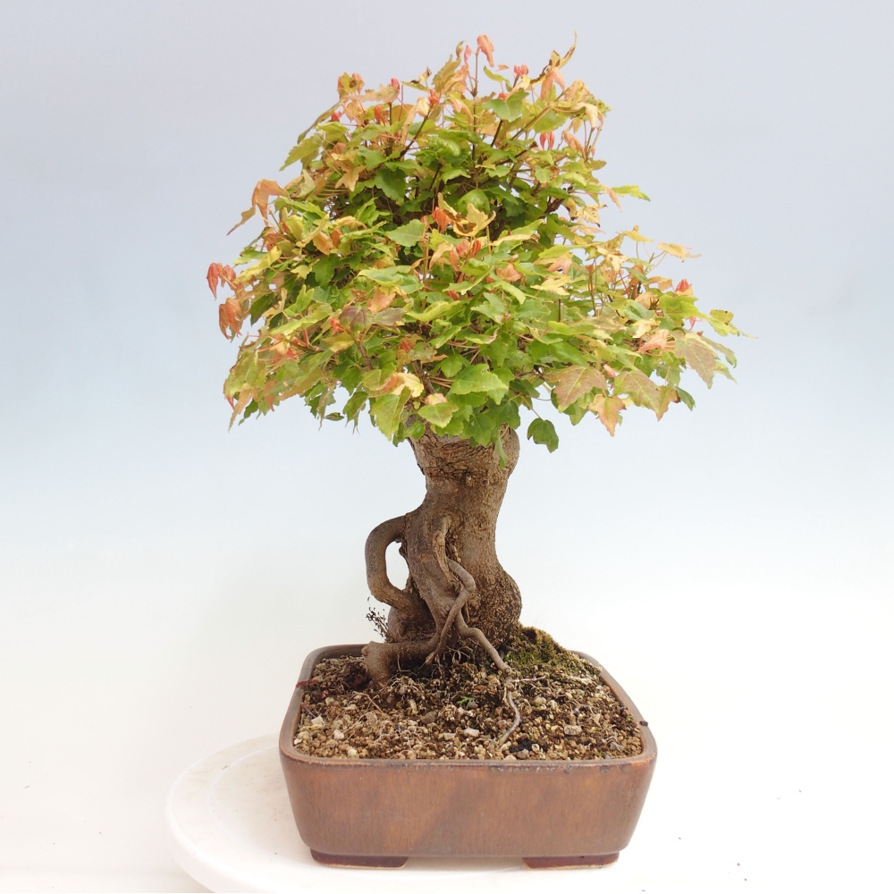 Bonsai im Freien - Ahorn Buergerianum - Burger Maple