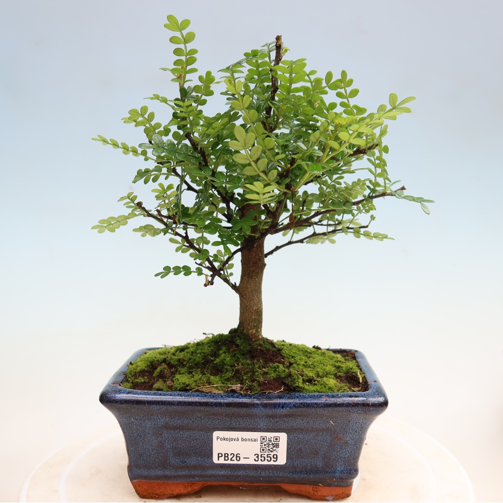 Zimmer Bonsai - Zantoxylum piperitum - Pfefferbaum