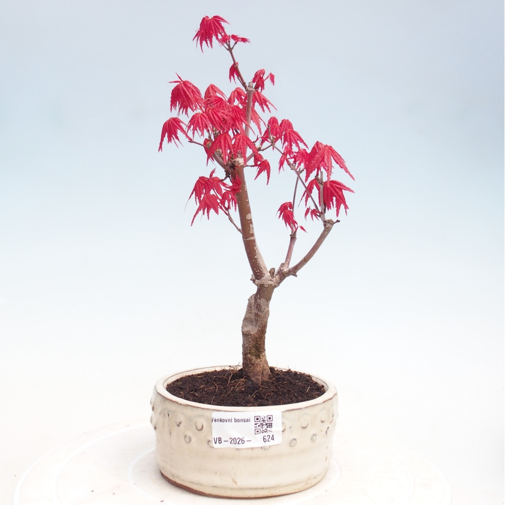 Bonsai für draußen - Acer palmatum DESHOJO
