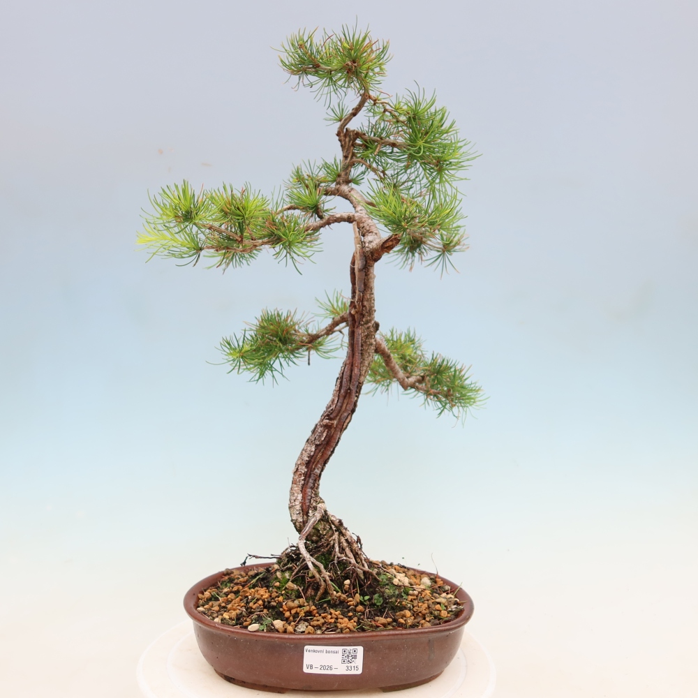 Bonsai für draußen -Larix decidua - Lärche