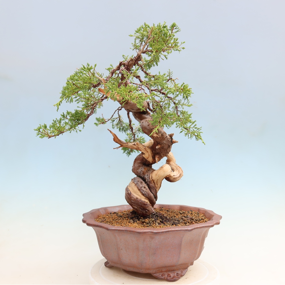 Bonsai für draußen - Juniperus chinensis Itoigawa-Juniperus chinensis