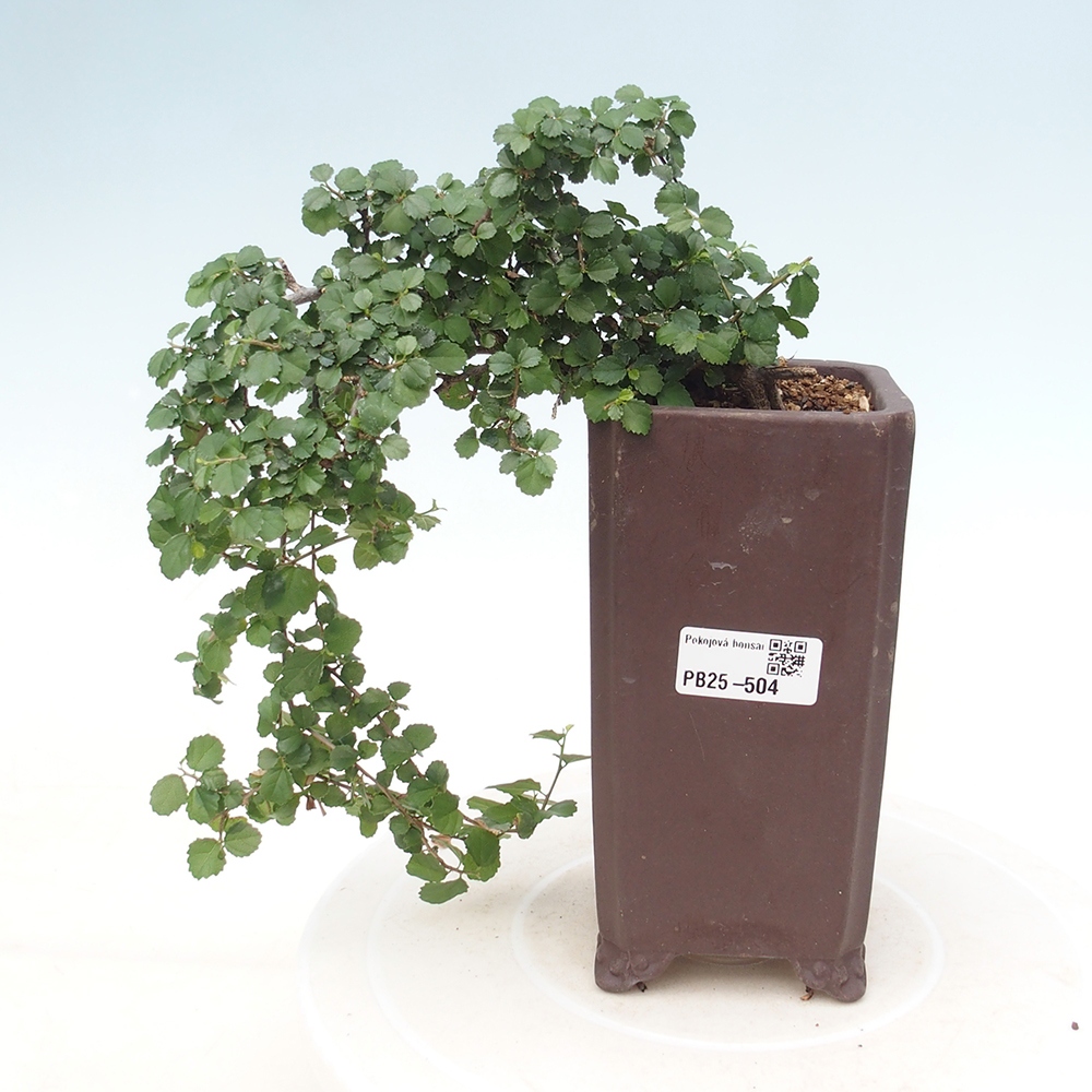 Zimmerbonsai - Grewia sp. - Kleinblättriges Grewie