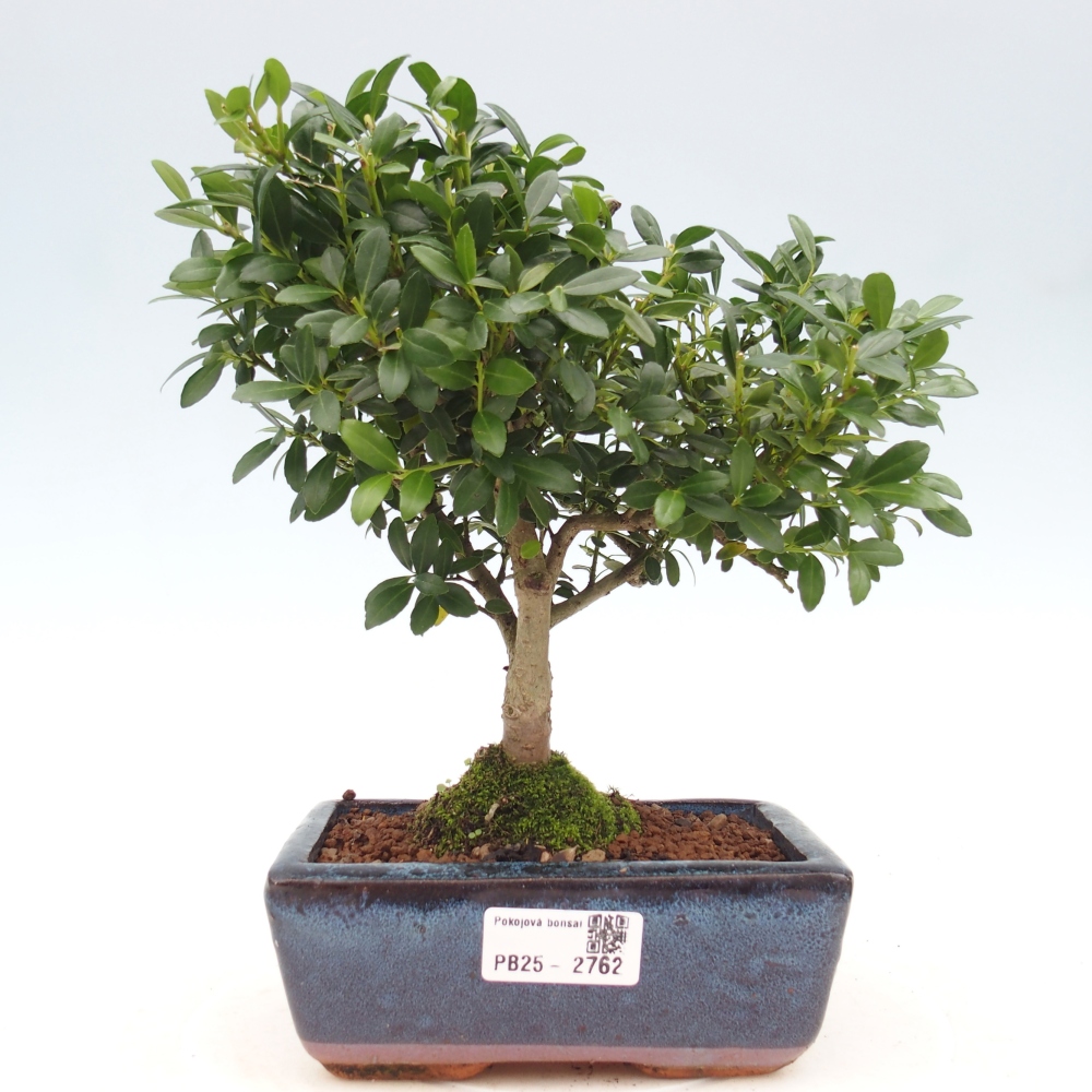 Indoor bonsai - Ilex crenata - Holly