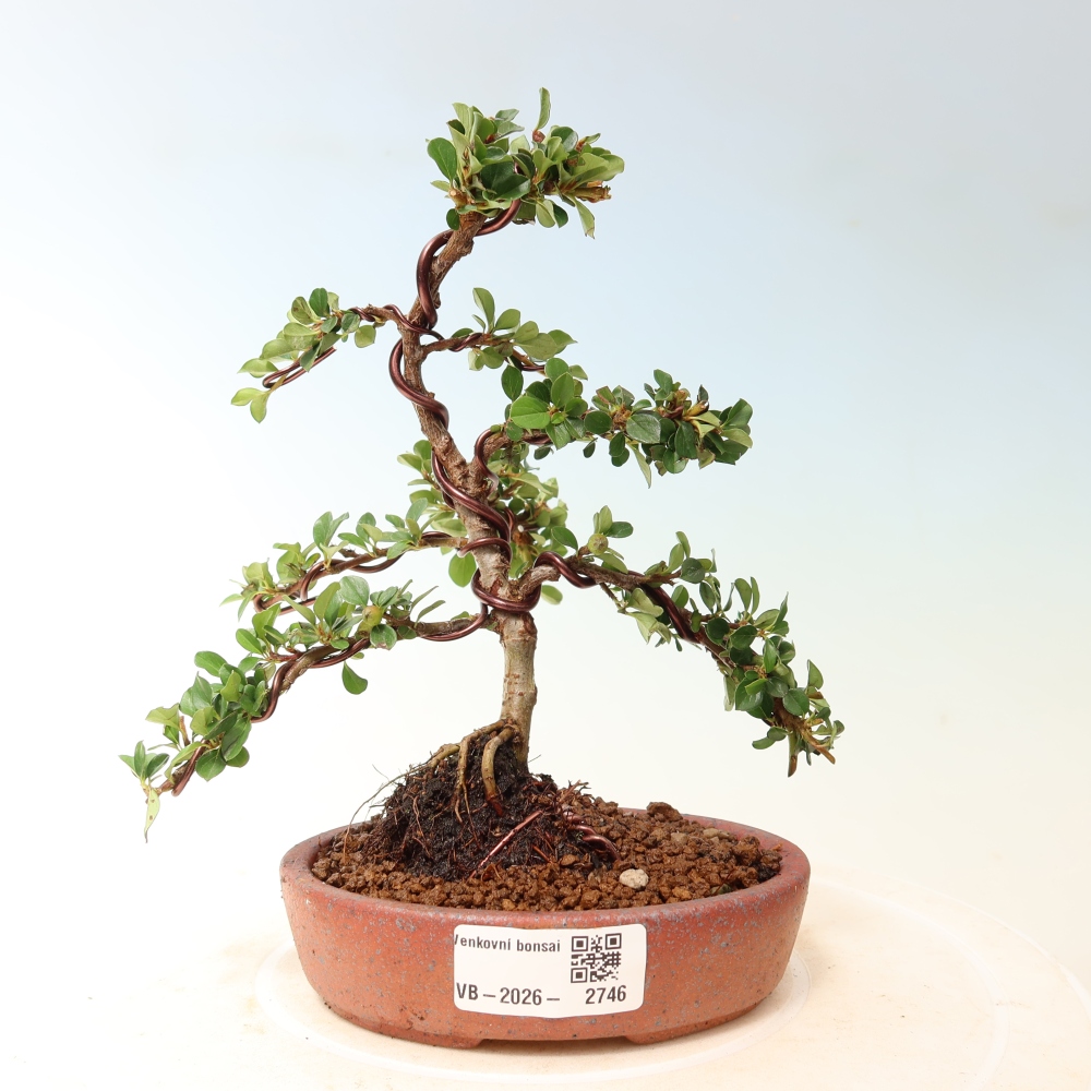Bonsai für draußen - Cotoneaster horizontalis - Rocky Mountain