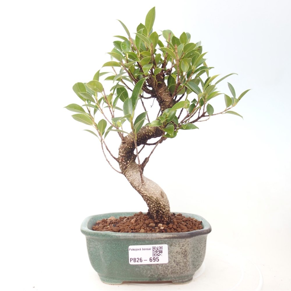 Zimmerbonsai - Ficus retusa - Kleinblättriger Ficus