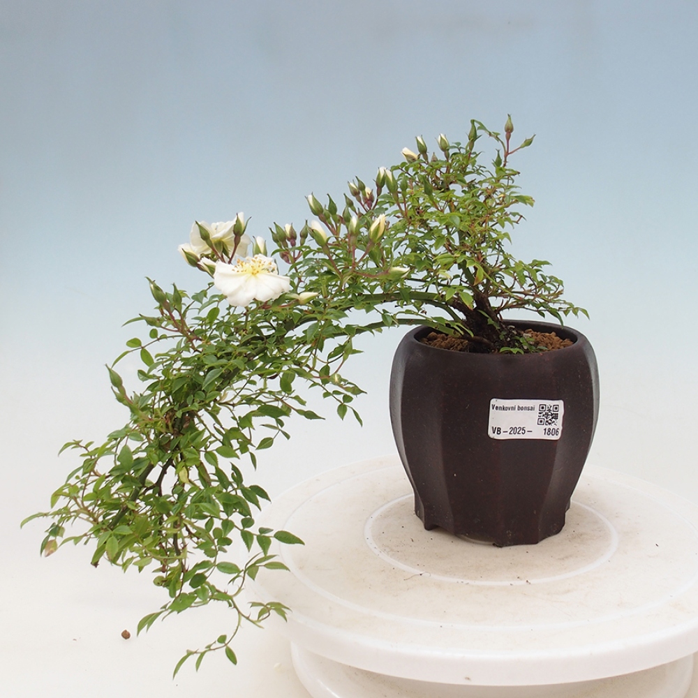 Freilandbonsai - Rosa Sea Foam -  Rose