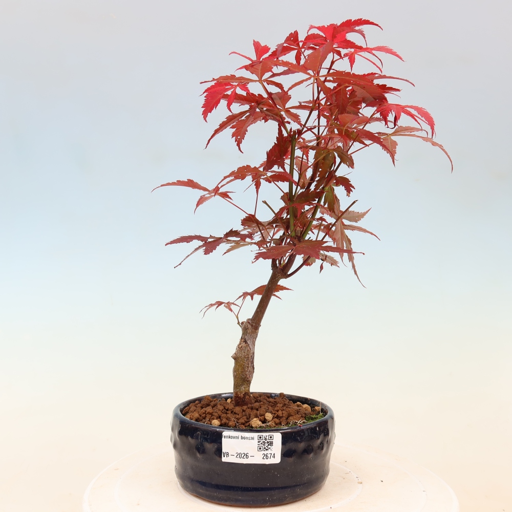 Bonsai für draußen - Acer-Palme. Atropurpureum-Javor palmate