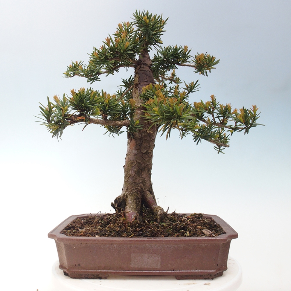 Bonsai im Freien - Taxus cuspidata - Japanische Eibe