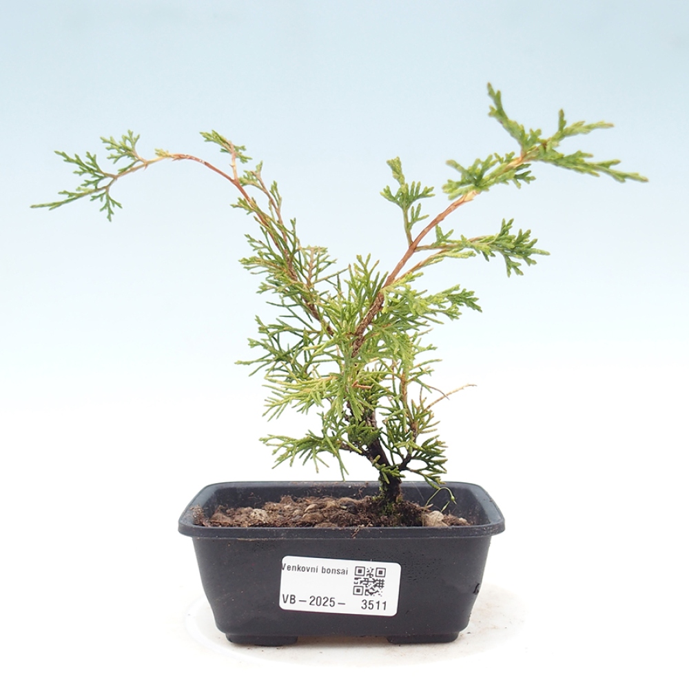 Bonsai für draußen - Juniperus chinensis Itoigawa
