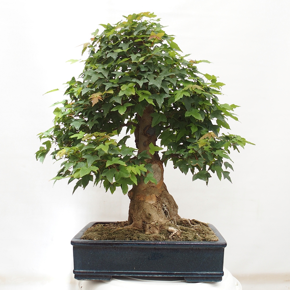 Bonsai im Freien - Ahorn Buergerianum - Burger Maple