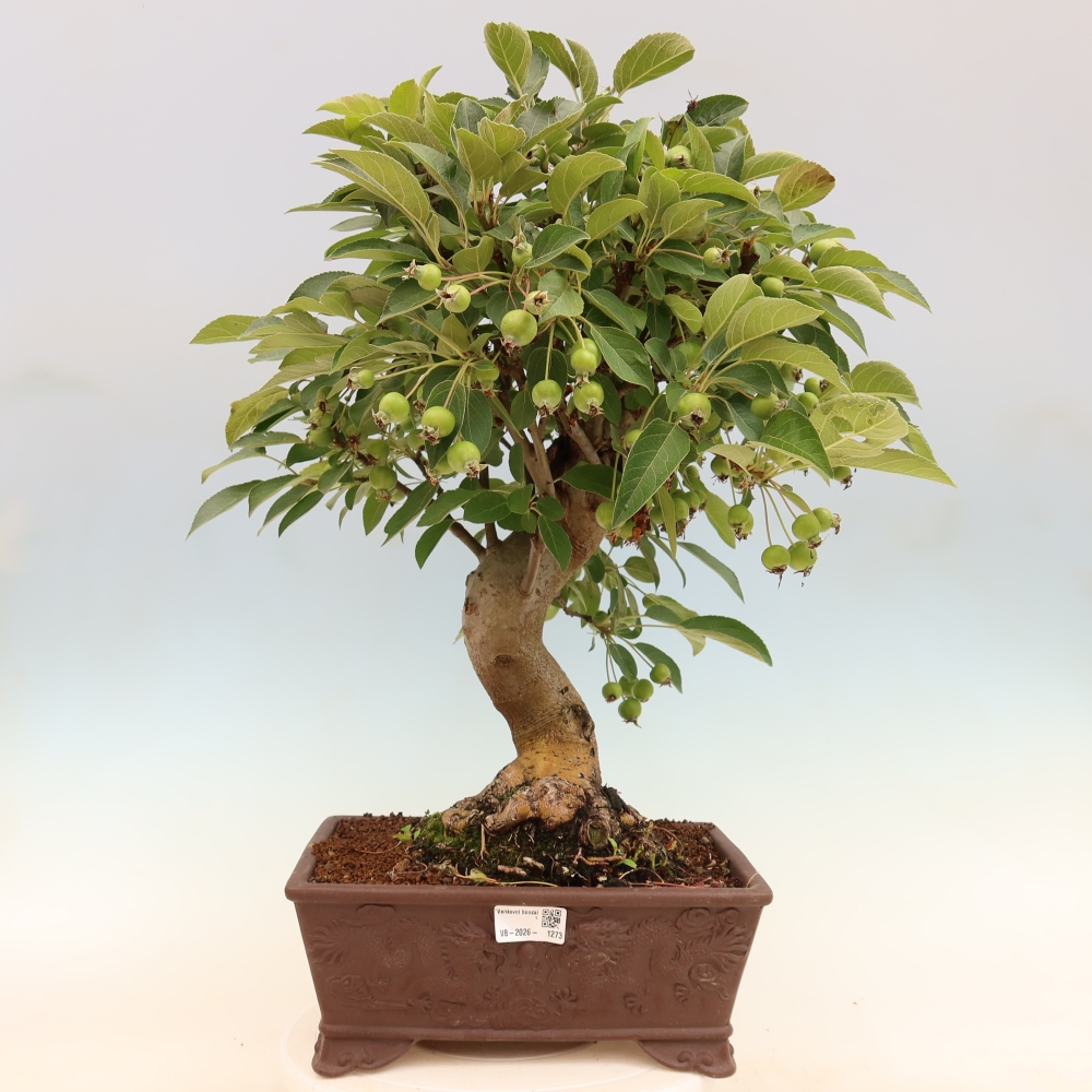 Outdoor-Bonsai -Malus halliana - Kleinfrüchtiger Apfelbaum