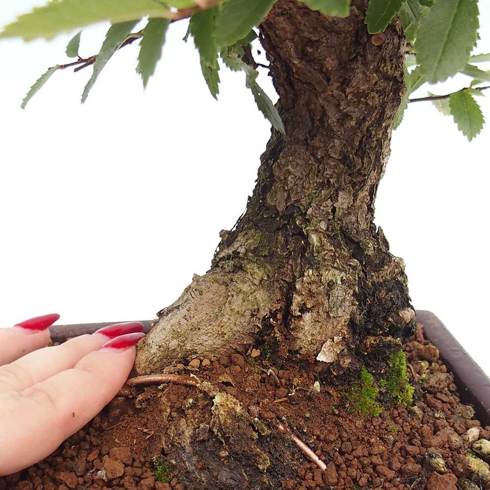 Bonsai im Freien - Zelkova - Zelkova serrata