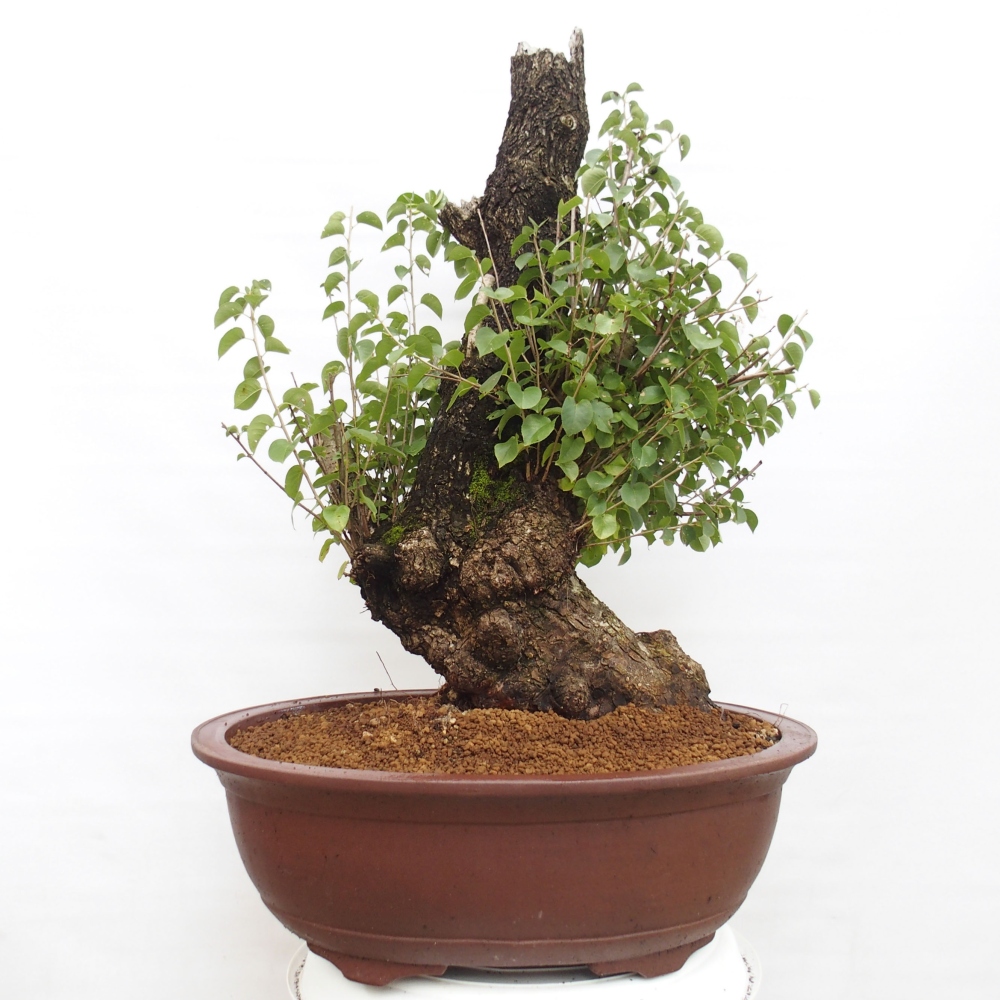 Bonsai im Freien - Mahalebka - Prunus mahaleb