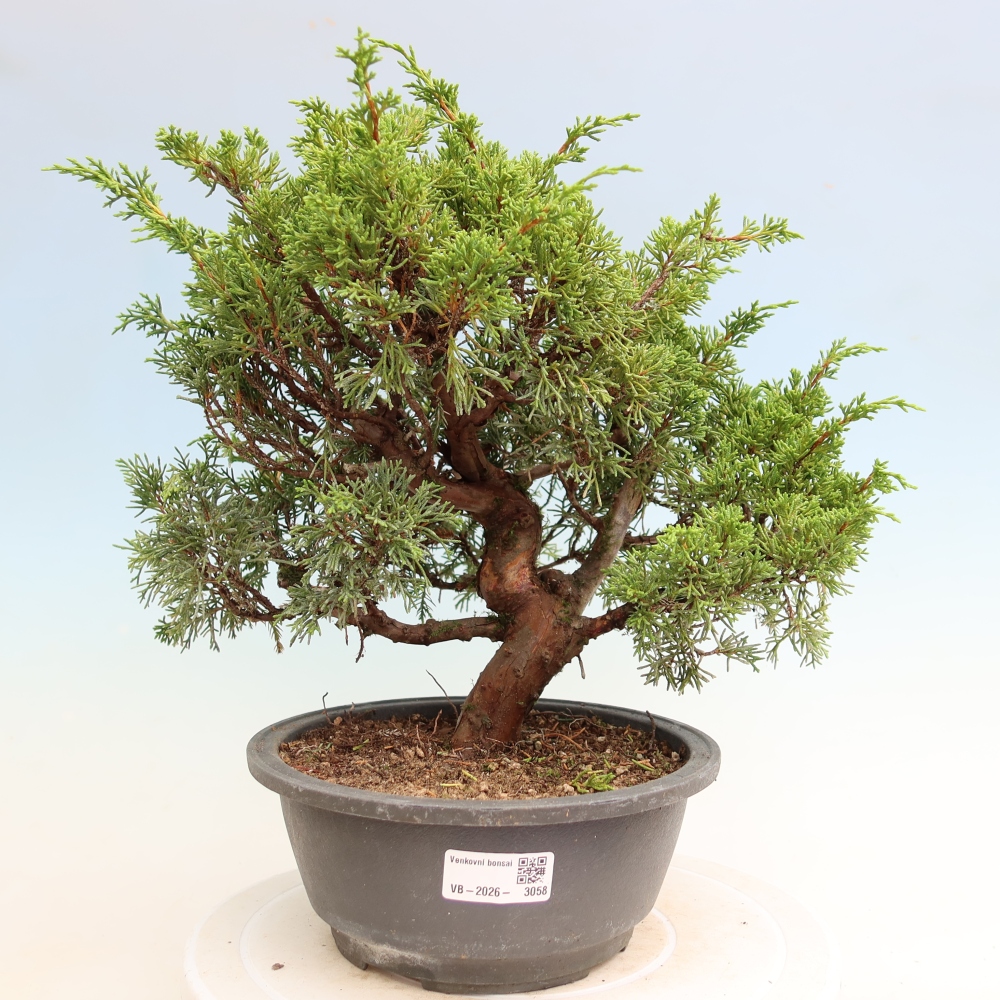 Bonsai für draußen - Juniperus chinensis Itoigawa-Juniperus chinensis