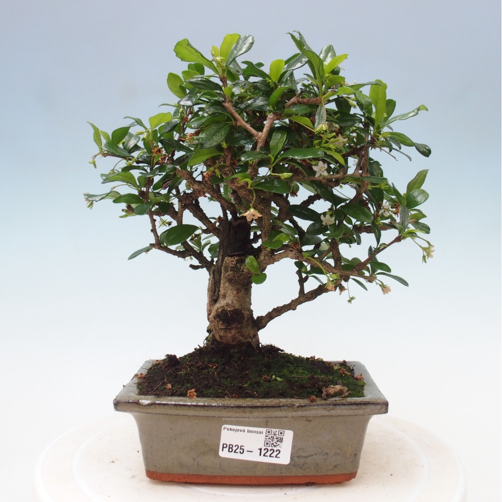 Zimmerbonsai - Carmona Macrophylla - Fuki-Tee