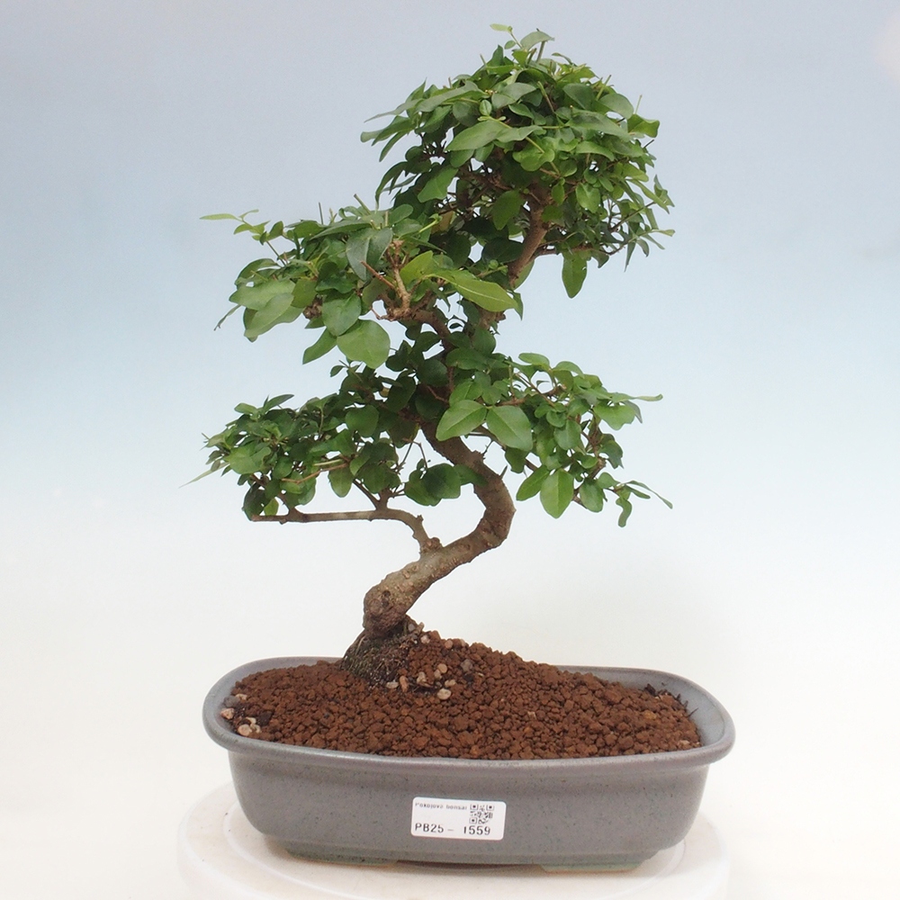 Zimmerbonsai -Ligustrum chinensis - Liguster
